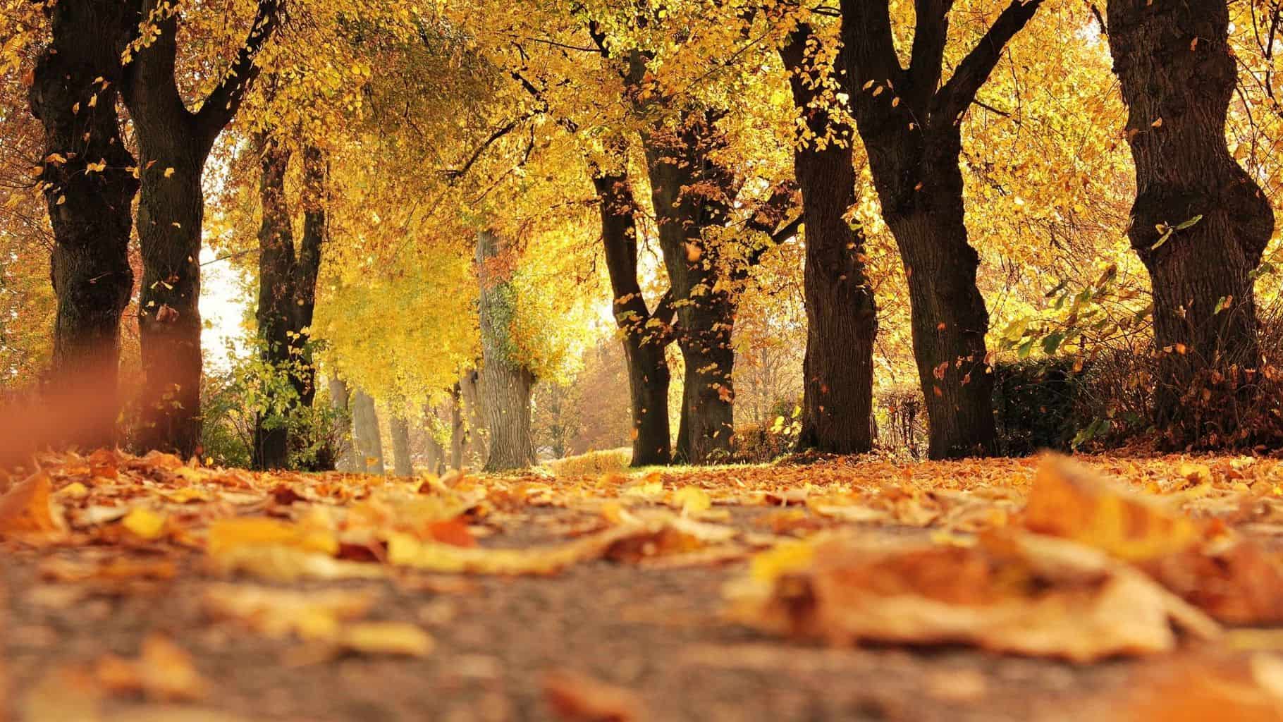 Herbst