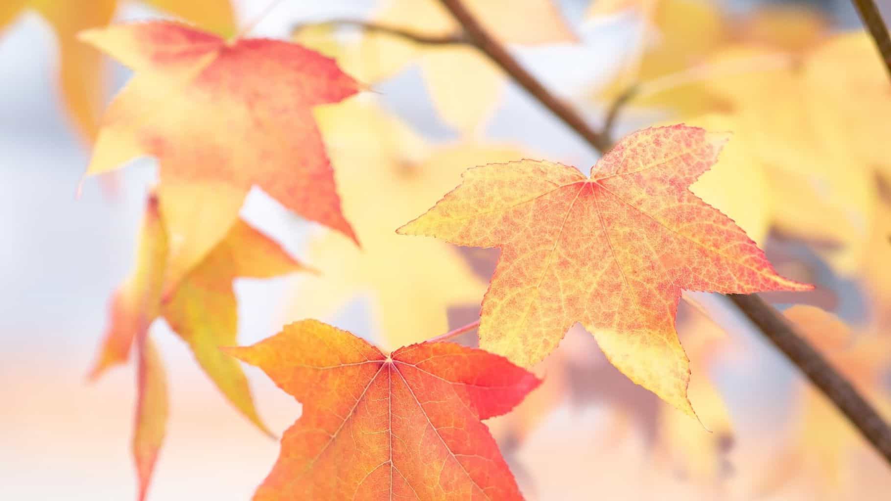 HErbst